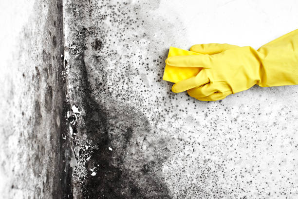Professional Mold Remediation in Niverville, NY